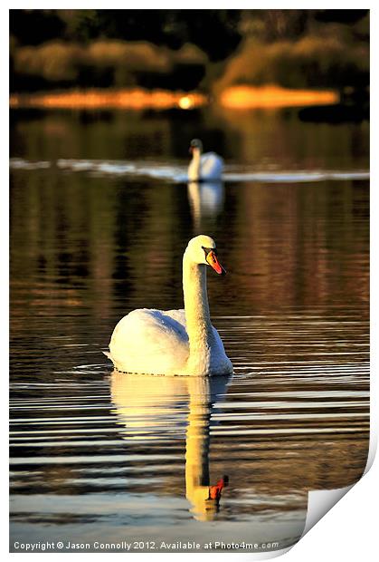 Rydal Swans Print by Jason Connolly