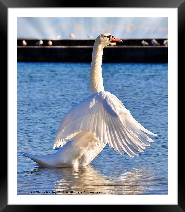 Mute Swan Framed Mounted Print by Elaine Manley