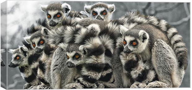 Ring Tailed Lemurs Canvas Print by John Dickson