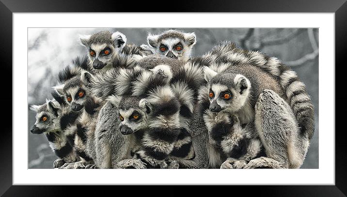 Ring Tailed Lemurs Framed Mounted Print by John Dickson