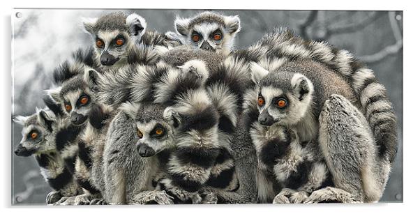 Ring Tailed Lemurs Acrylic by John Dickson