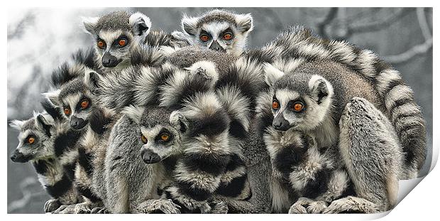 Ring Tailed Lemurs Print by John Dickson