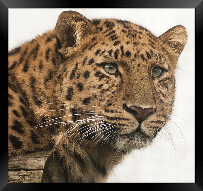 Amur Leopard Framed Print by John Dickson