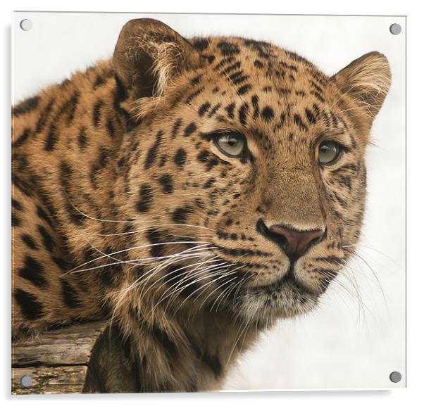 Amur Leopard Acrylic by John Dickson