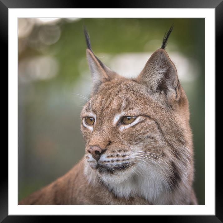 Eurasian Lynx Framed Mounted Print by Simon Wrigglesworth