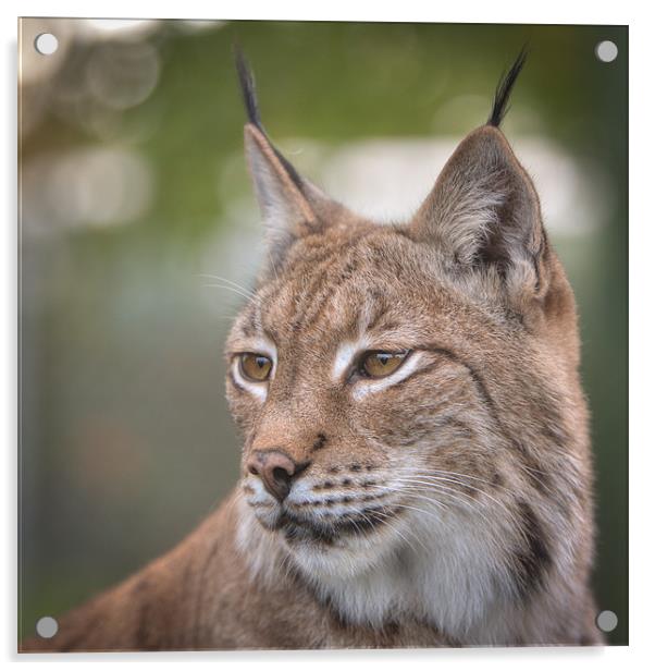 Eurasian Lynx Acrylic by Simon Wrigglesworth