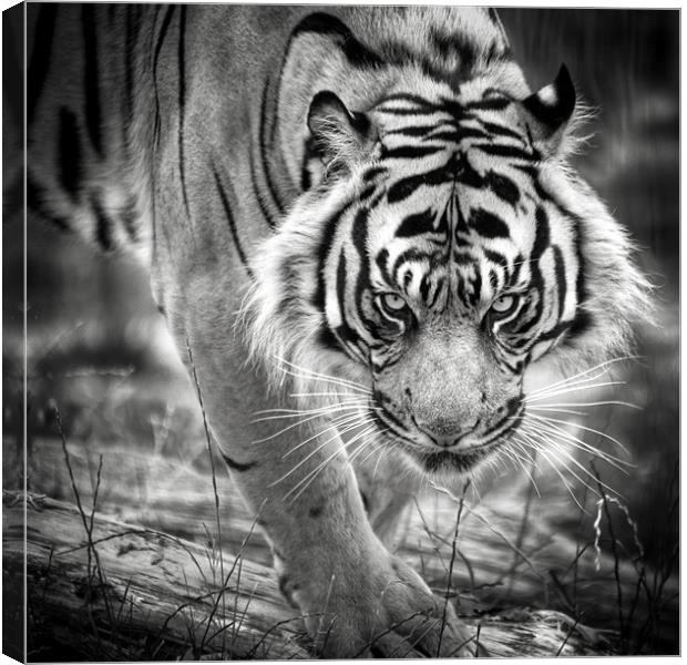 Tiger on the prowl Canvas Print by Simon Wrigglesworth
