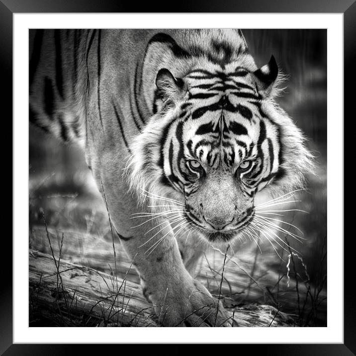 Tiger on the prowl Framed Mounted Print by Simon Wrigglesworth