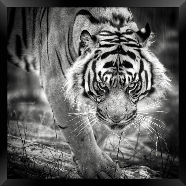 Tiger on the prowl Framed Print by Simon Wrigglesworth