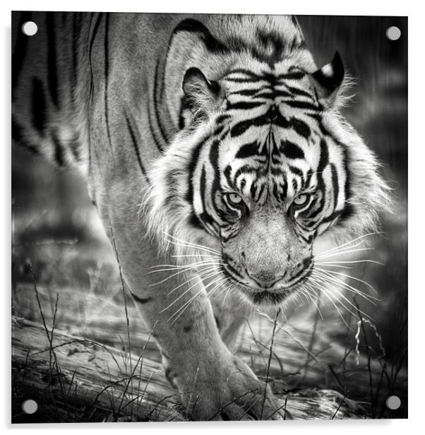 Tiger on the prowl Acrylic by Simon Wrigglesworth