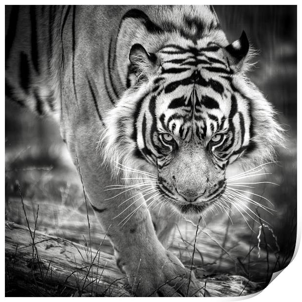 Tiger on the prowl Print by Simon Wrigglesworth