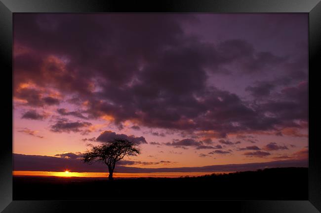 Lonely Tree At Sunset Framed Print by John Dickson