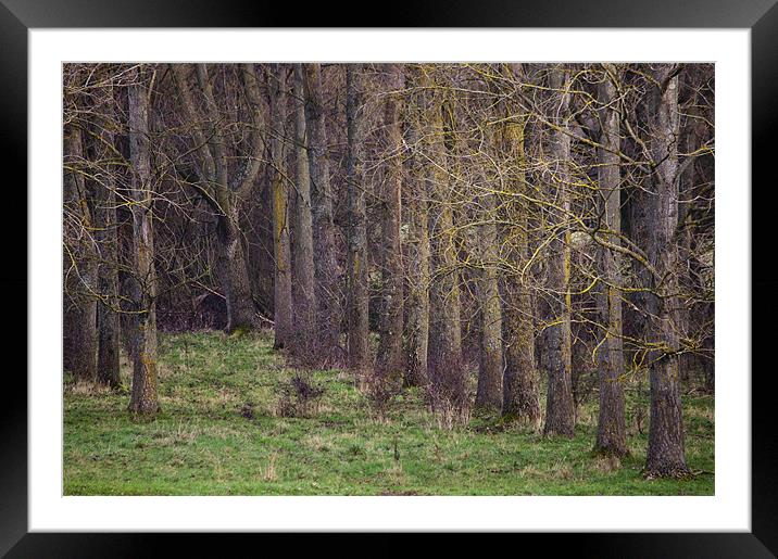 Lost in the Woods Framed Mounted Print by Dawn Cox