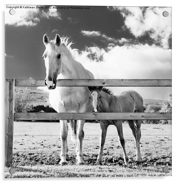 Mare and foal behind fence Acrylic by Kathleen Smith (kbhsphoto)