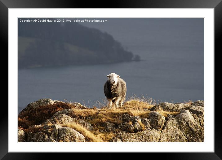Sheep in Sun Framed Mounted Print by David Haylor