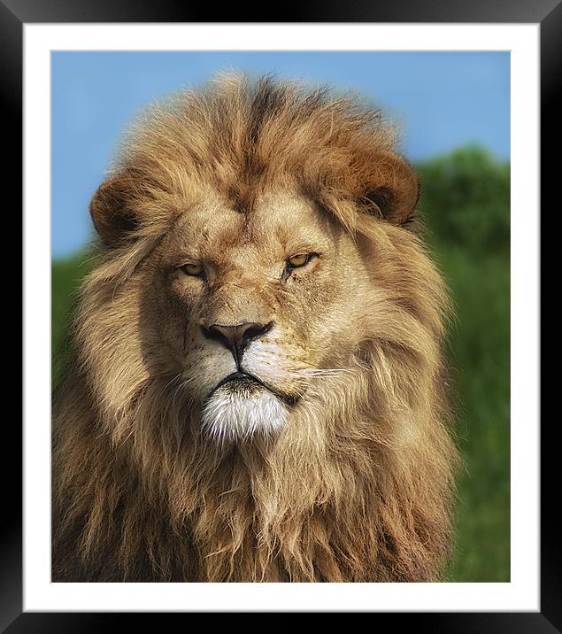 Lion Portrait Framed Mounted Print by John Dickson