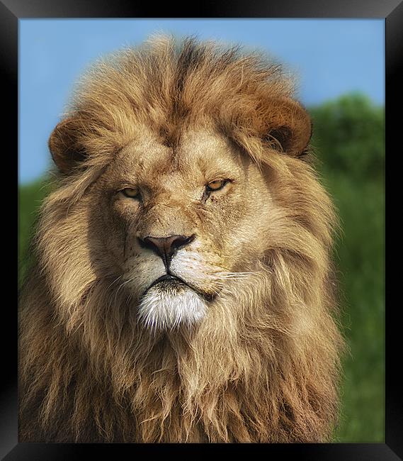 Lion Portrait Framed Print by John Dickson