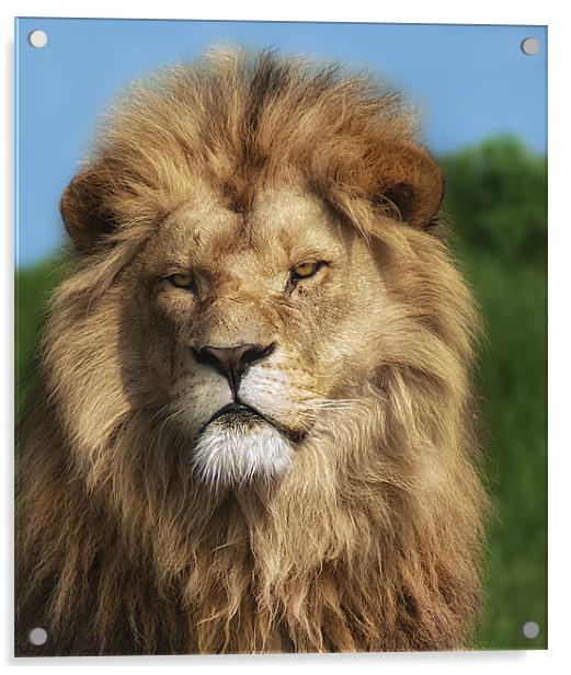 Lion Portrait Acrylic by John Dickson