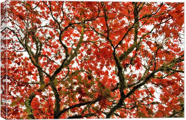 Autumn Red Canopy Canvas Print by Mike Gorton