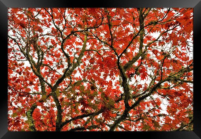 Autumn Red Canopy Framed Print by Mike Gorton