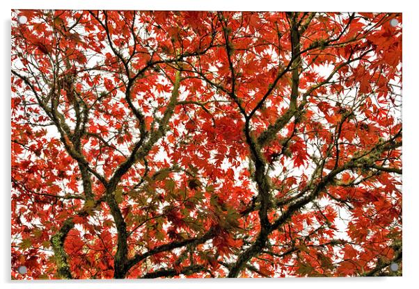 Autumn Red Canopy Acrylic by Mike Gorton