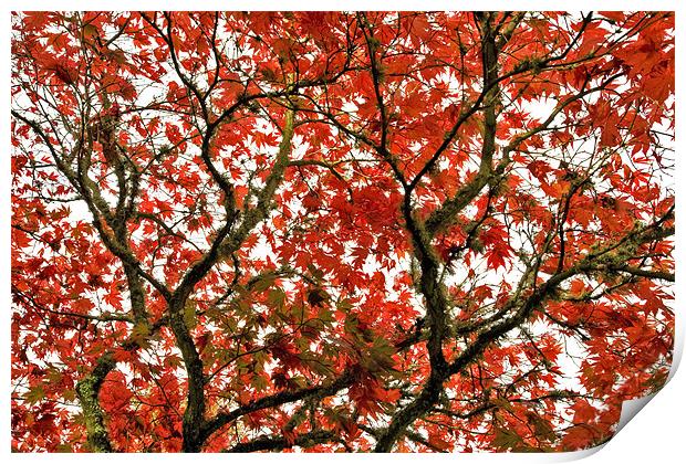 Autumn Red Canopy Print by Mike Gorton