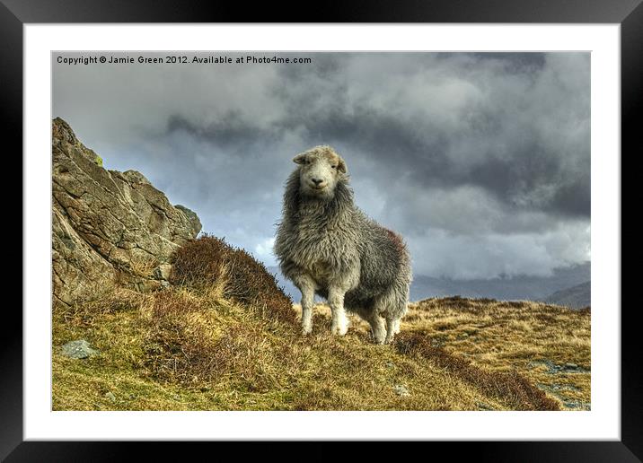 Herdwick Sheep Framed Mounted Print by Jamie Green