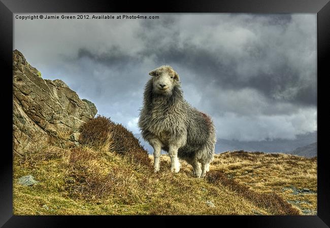 Herdwick Sheep Framed Print by Jamie Green