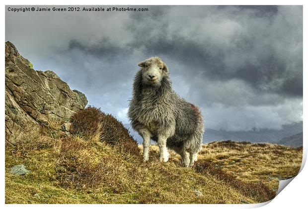 Herdwick Sheep Print by Jamie Green