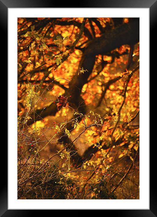 I see your true colours shining through Framed Mounted Print by Dawn Cox