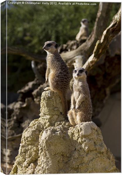Slender-tailed meerkat Canvas Print by Christopher Kelly