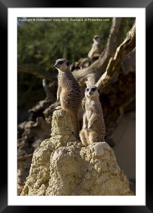 Slender-tailed meerkat Framed Mounted Print by Christopher Kelly
