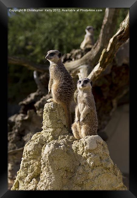Slender-tailed meerkat Framed Print by Christopher Kelly