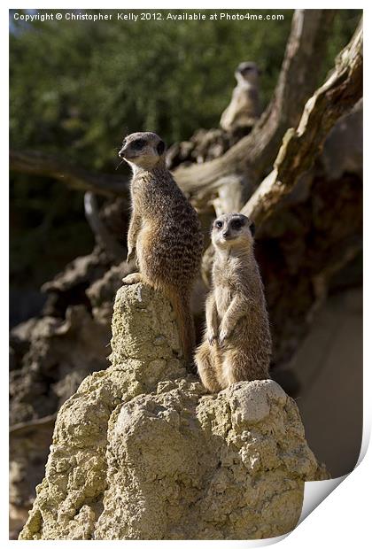 Slender-tailed meerkat Print by Christopher Kelly