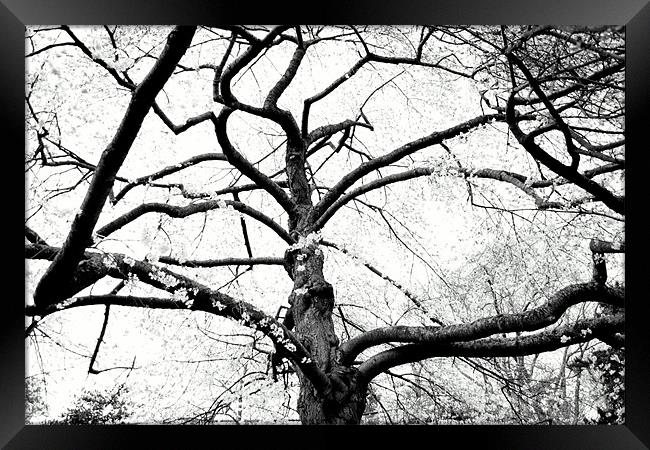 Crooked Blossom Tree Framed Print by Megan Winder