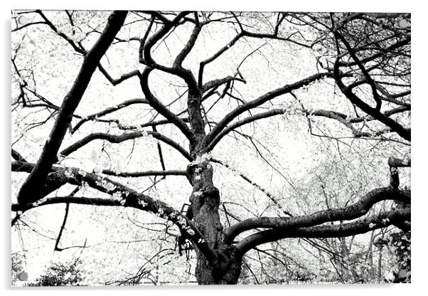 Crooked Blossom Tree Acrylic by Megan Winder