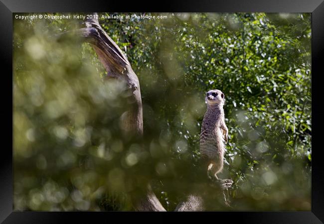 Slender-tailed meerkat Framed Print by Christopher Kelly