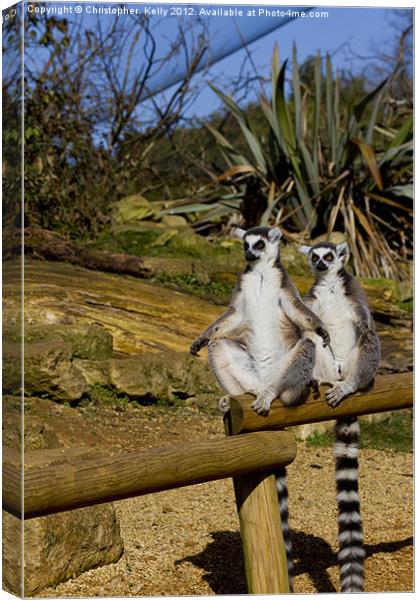 Ring-tailed lemur Canvas Print by Christopher Kelly
