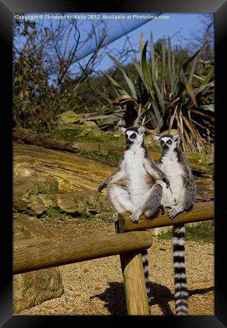 Ring-tailed lemur Framed Print by Christopher Kelly