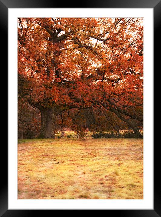 Last taste of Autumn Framed Mounted Print by Dawn Cox