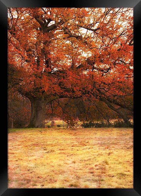 Last taste of Autumn Framed Print by Dawn Cox