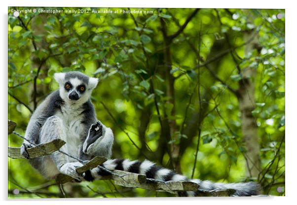 Ring-tailed lemur (Lemur catta ) Acrylic by Christopher Kelly
