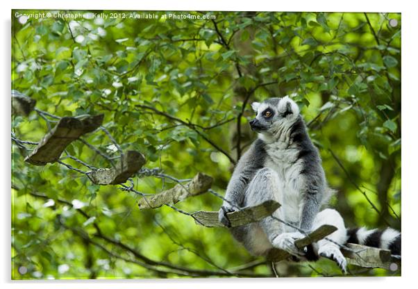 Ring-tailed lemur (Lemur catta ) Acrylic by Christopher Kelly
