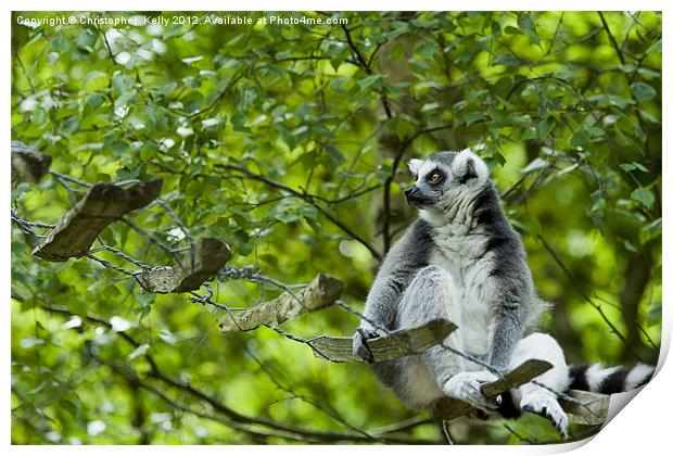 Ring-tailed lemur (Lemur catta ) Print by Christopher Kelly