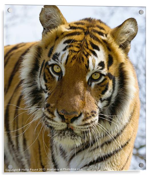 Tiger Portrait Acrylic by Philip Pound