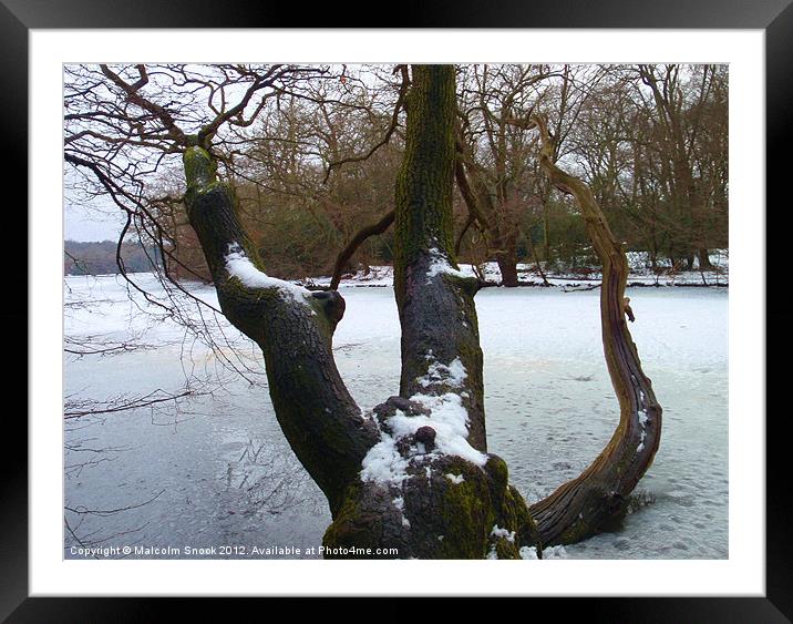 Fallen tree in frozen lake Framed Mounted Print by Malcolm Snook