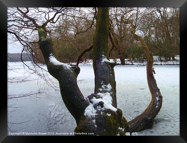 Fallen tree in frozen lake Framed Print by Malcolm Snook