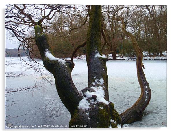 Fallen tree in frozen lake Acrylic by Malcolm Snook