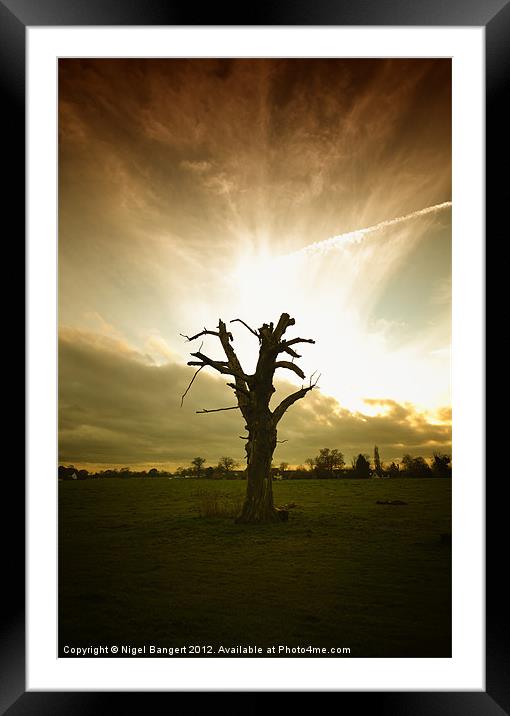 Tree Sunset Framed Mounted Print by Nigel Bangert