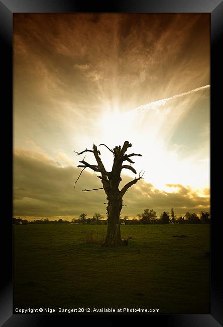 Tree Sunset Framed Print by Nigel Bangert